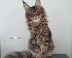 Кошки в Сочи: котята Мейн-Кун Мальчик, 40 000 руб. - фото 2
