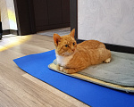 Кошки в Москве: Рыжий кот ищет любящий и спокойный дом Мальчик, Бесплатно - фото 2