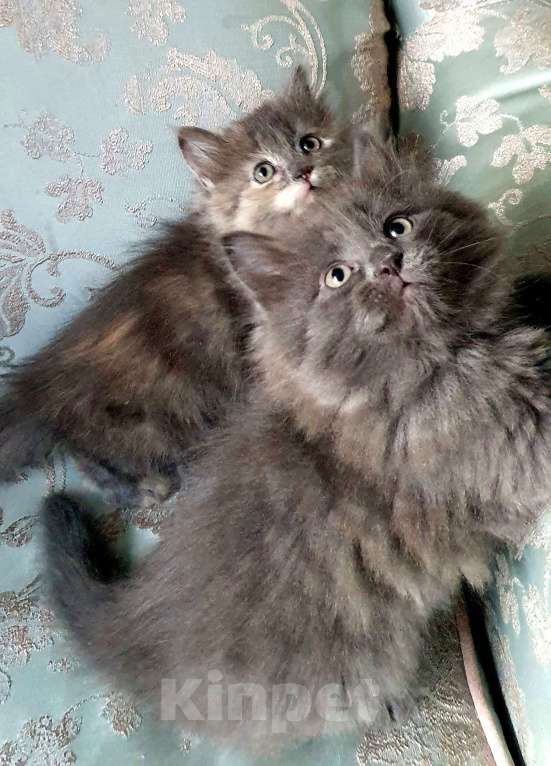 Кошки в Екатеринбурге: Котята домашние Екатеринбург Разнополые, 5 000 руб. - фото 3