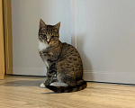 Кошки в Химках: Котенок в добрые руки Девочка, Бесплатно - фото 3