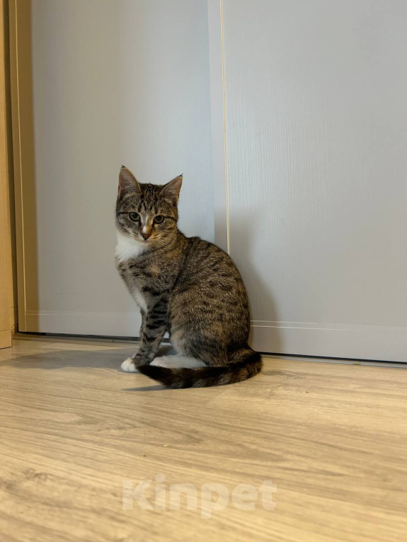 Кошки в Химках: Котенок в добрые руки Девочка, Бесплатно - фото 3
