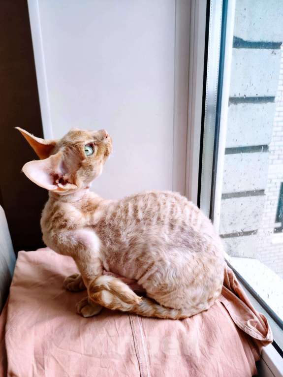 Кошки в Воронеже: Девон Рекс котёнок Мальчик, 50 000 руб. - фото 4