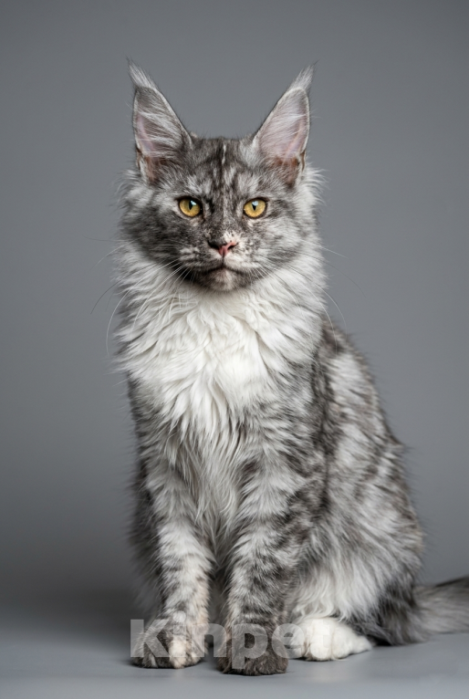 Кошки в Москве: Мистическая красавица мейн-кун: крупные лапы, кисточки и золотой характер! Девочка, 35 000 руб. - фото 5