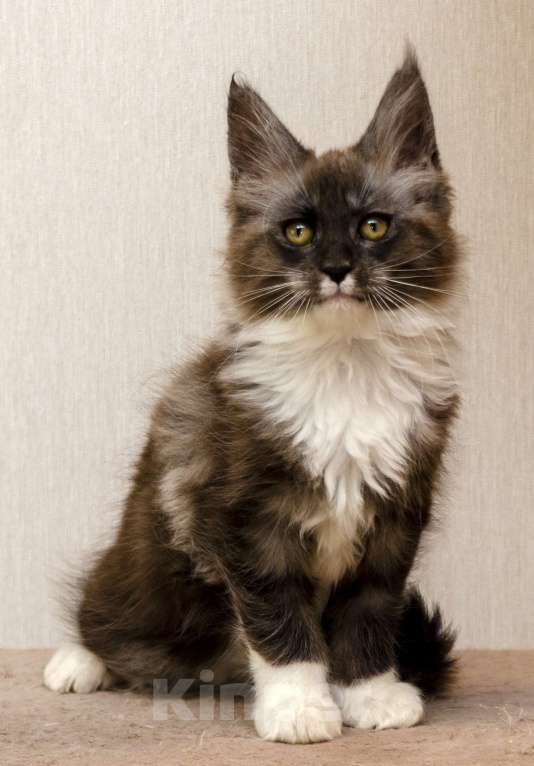 Кошки в Москве: Котята мейн-кун Мальчик, 30 000 руб. - фото 5