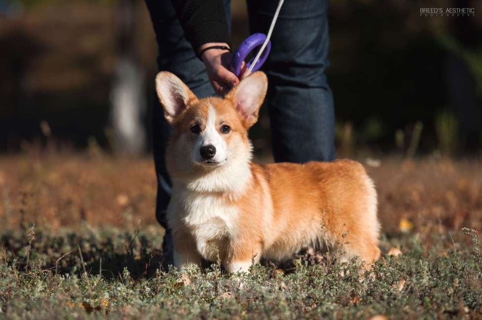 Собаки в Нововоронеже: Щенки вельш-корги пемброк с документами РКФ 5 мес. Мальчик, Бесплатно - фото 3