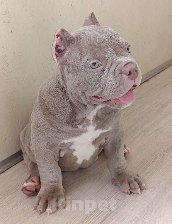 Собаки в Москве: Красотка Американский Булли Девочка, 210 000 руб. - фото 8