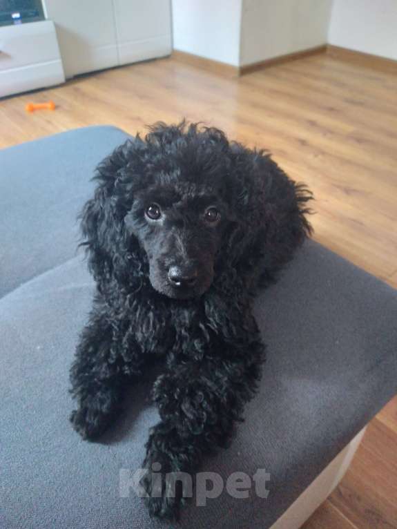 Собаки в Краснодаре: Продам той пуделя Мальчик, 18 000 руб. - фото 2