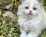 Кошки в Люберцах: Продажа котят породы Регдолл Девочка, 60 000 руб. - фото 3