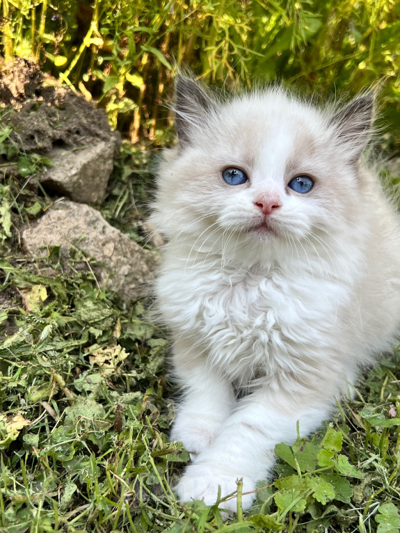 Кошки в Люберцах: Продажа котят породы Регдолл Девочка, 60 000 руб. - фото 3