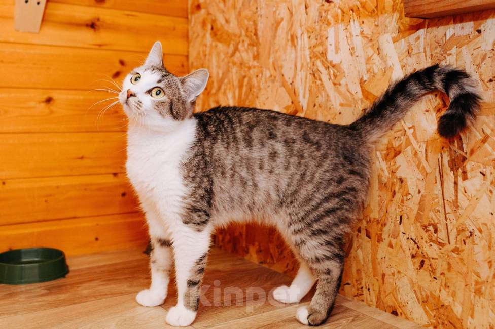 Кошки в Москве: Кошечка Маруся ❤️Очень ищет дом и любимых хозяев  Девочка, 100 руб. - фото 5