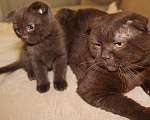 Кошки в Саранске: Вязка с шоколадным шотландцем, 1 000 руб. - фото 2