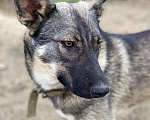 Собаки в Сургуте: Ясна ищет дом!, Бесплатно - фото 3