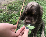 Собаки в Самаре: Американский кокер-спаниель вязка, 3 000 руб. - фото 5