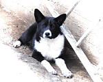 Собаки в Домодедово: Лада (лайка) 7 мес. в добрые руки Девочка, Бесплатно - фото 1
