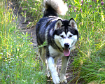 Собаки в Самаре: Аляскинский маламут Девочка, 30 000 руб. - фото 1