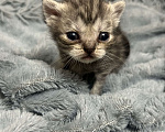 Кошки в Чебоксарах: Котята  Девочка, 4 500 руб. - фото 7