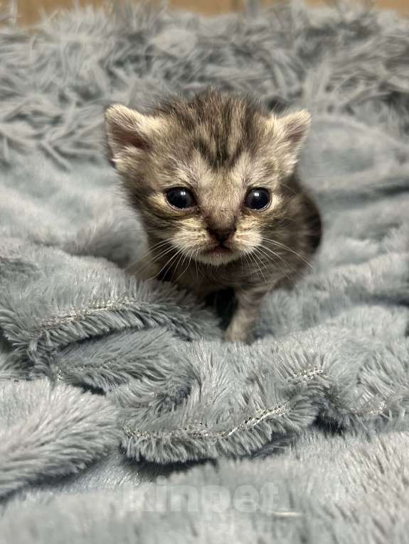 Кошки в Чебоксарах: Котята  Девочка, 4 500 руб. - фото 7