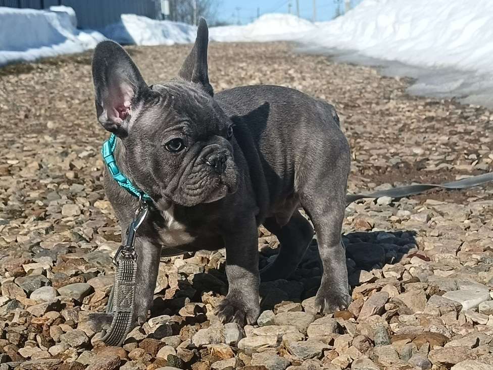 Собаки в Москве: Данко голубой тигр Мальчик, 55 000 руб. - фото 3