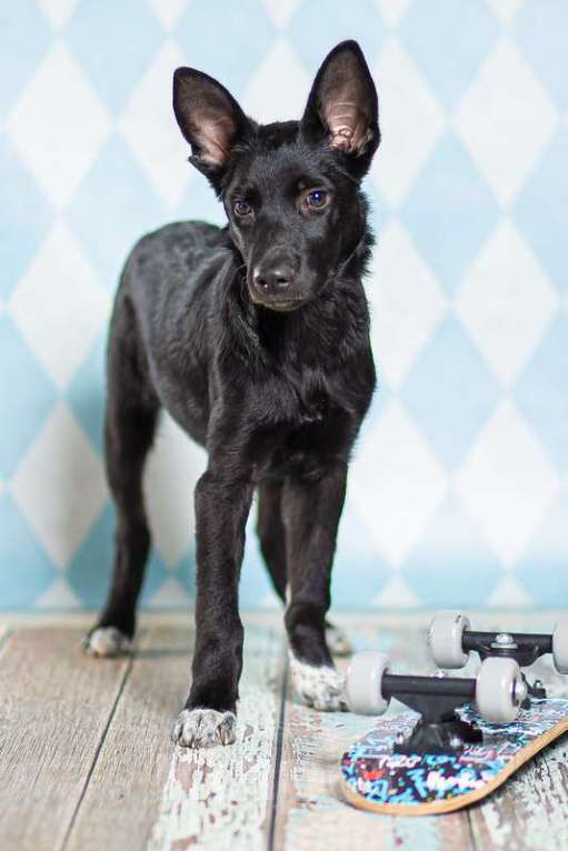 Собаки в Москве: Самый добрый щенок Лазарус — жертва жестокого обращения Мальчик, 1 руб. - фото 6