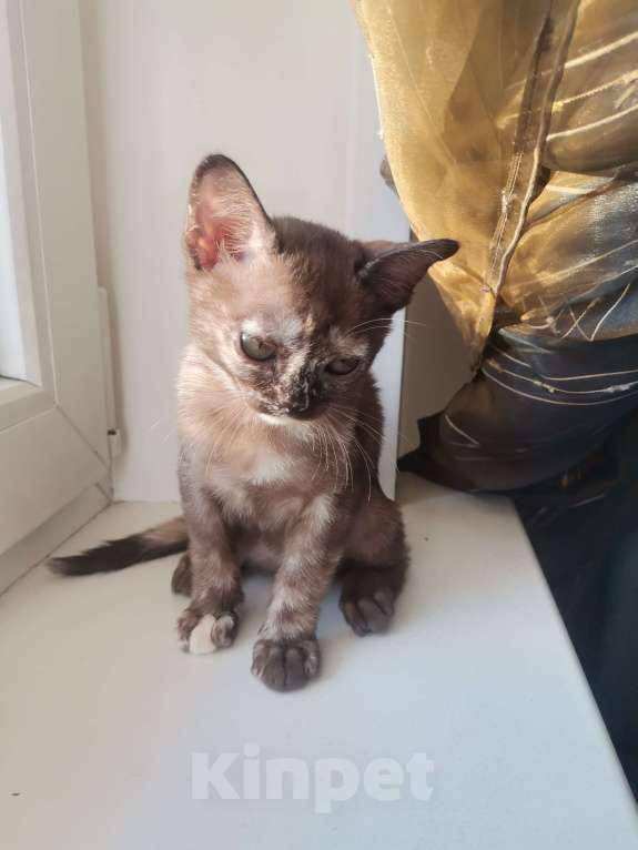 Кошки в Красноярске:    БУРМАНСКАЯ КОШЕЧКА Девочка, 35 000 руб. - фото 3