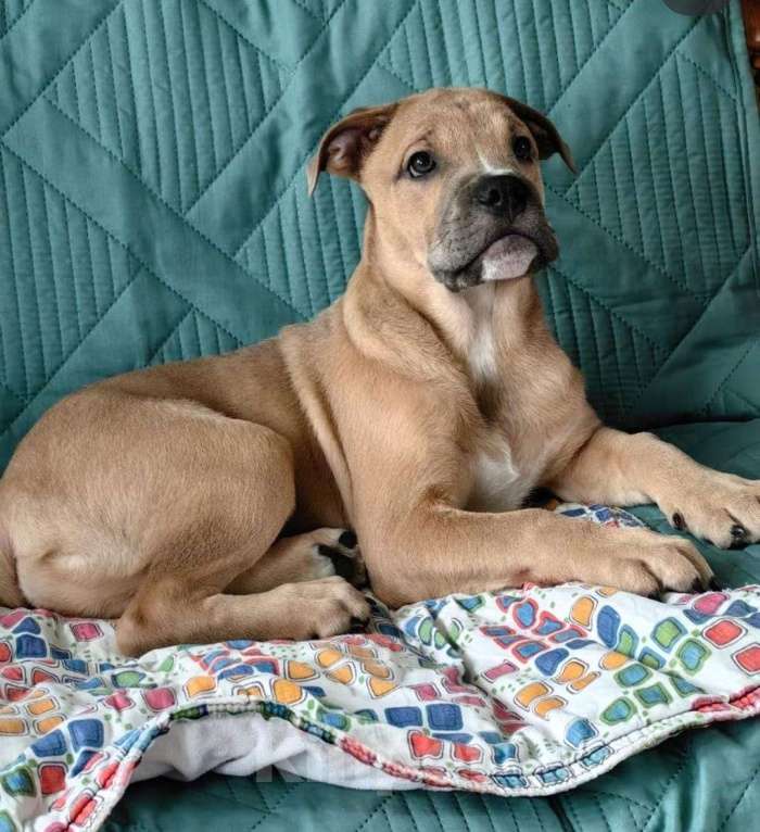 Собаки в Нижнем Новгороде: Щенки ка де бо Мальчик, Бесплатно - фото 2