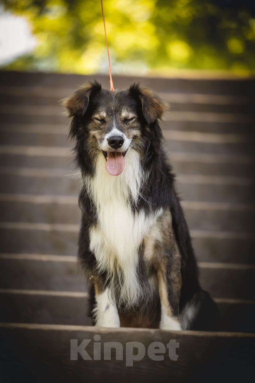 Собаки в Москве: Шарик в добрые руки  Мальчик, Бесплатно - фото 2