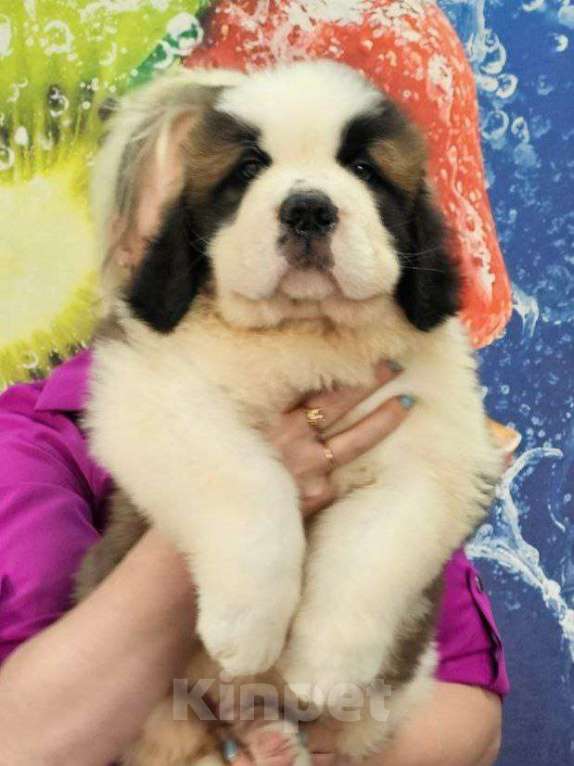 Собаки в Москве: Щенки сенбернара  Мальчик, 80 000 руб. - фото 4