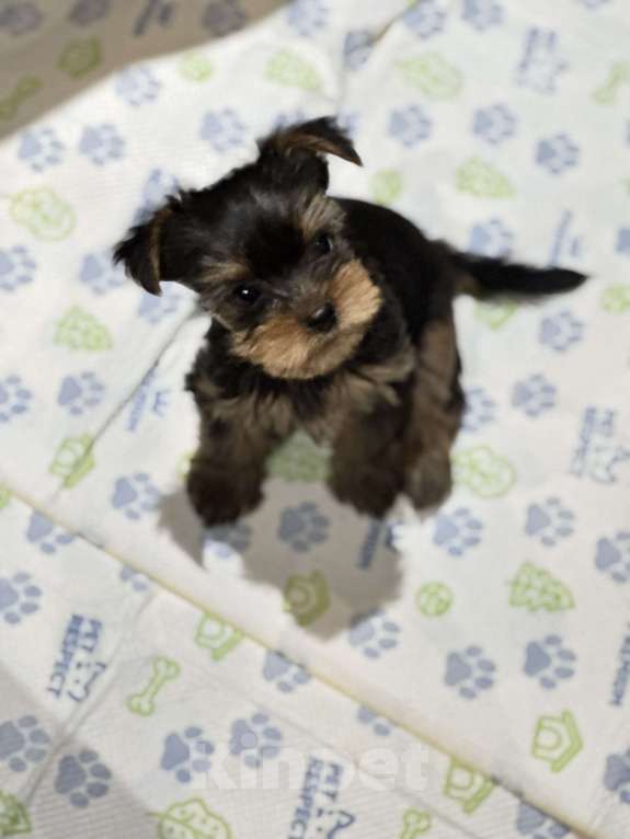Собаки в Москве: Мини Йорки  Девочка, 18 000 руб. - фото 5