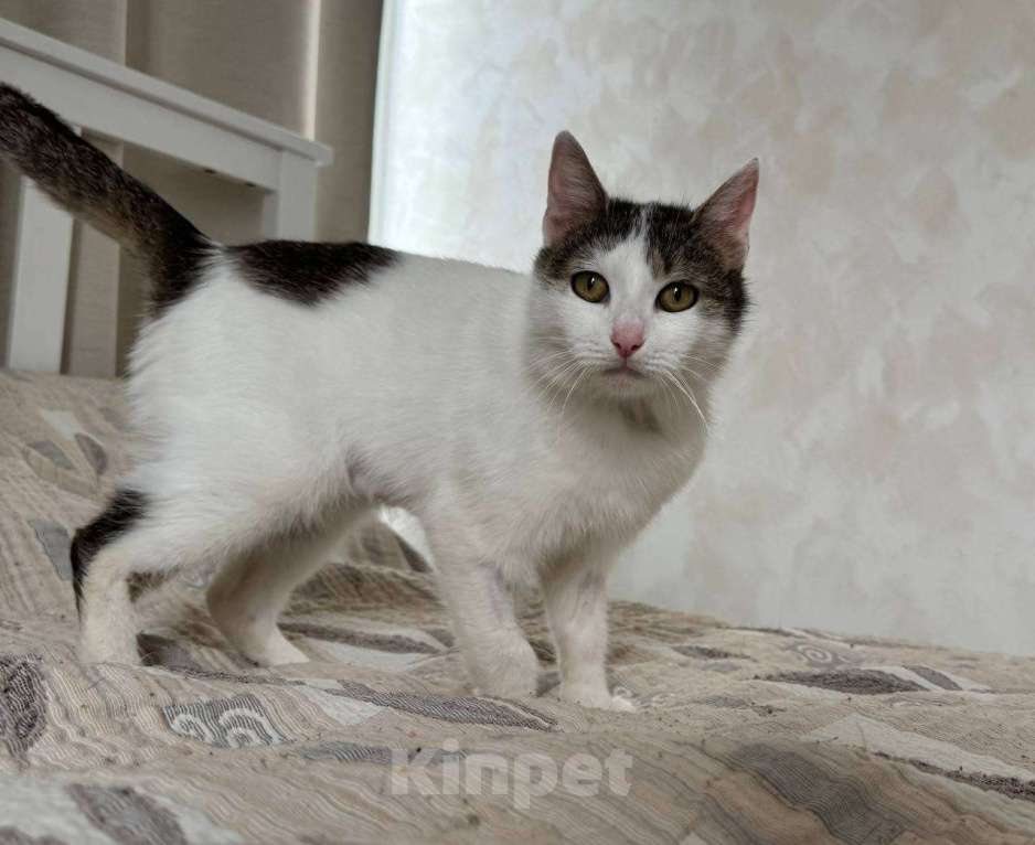 Кошки в Москве: Кошка Лизавета ищет семью Девочка, Бесплатно - фото 6