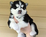 Собаки в Волжском: Хаски Щенки Разных окрасов Разнополые, Бесплатно - фото 1
