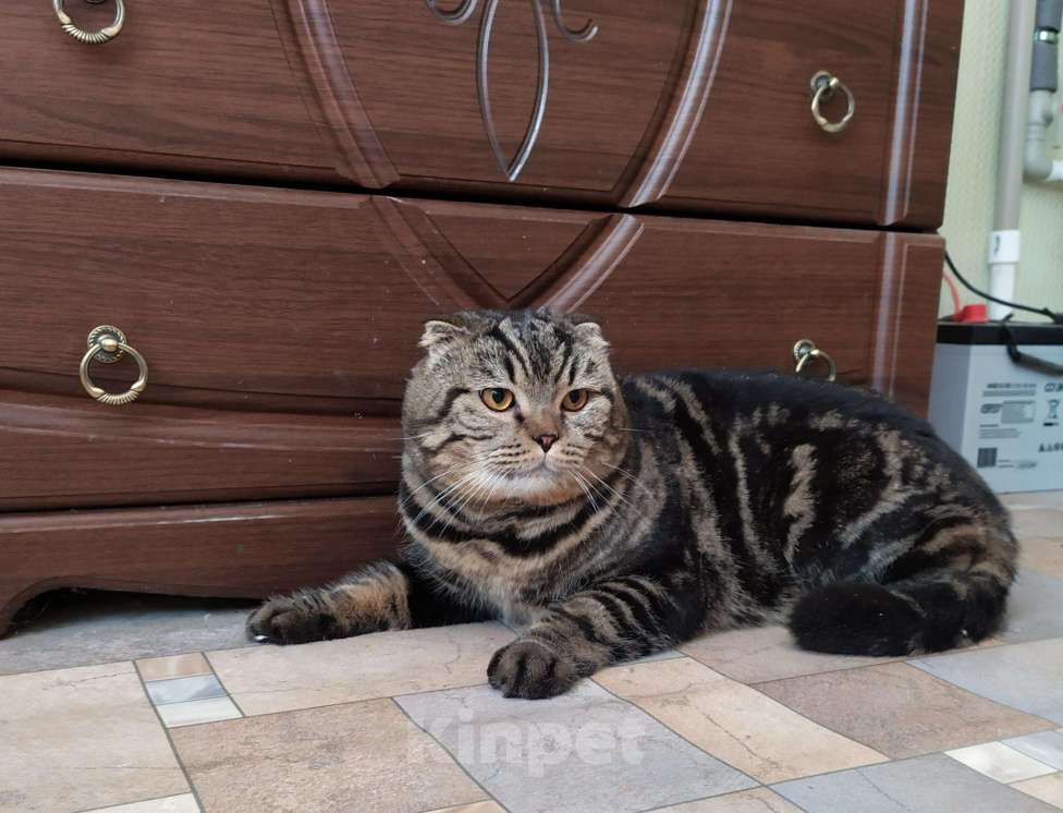 Кошки в Кулебаках: Кот с четким окрасом на вязку, 1 руб. - фото 1