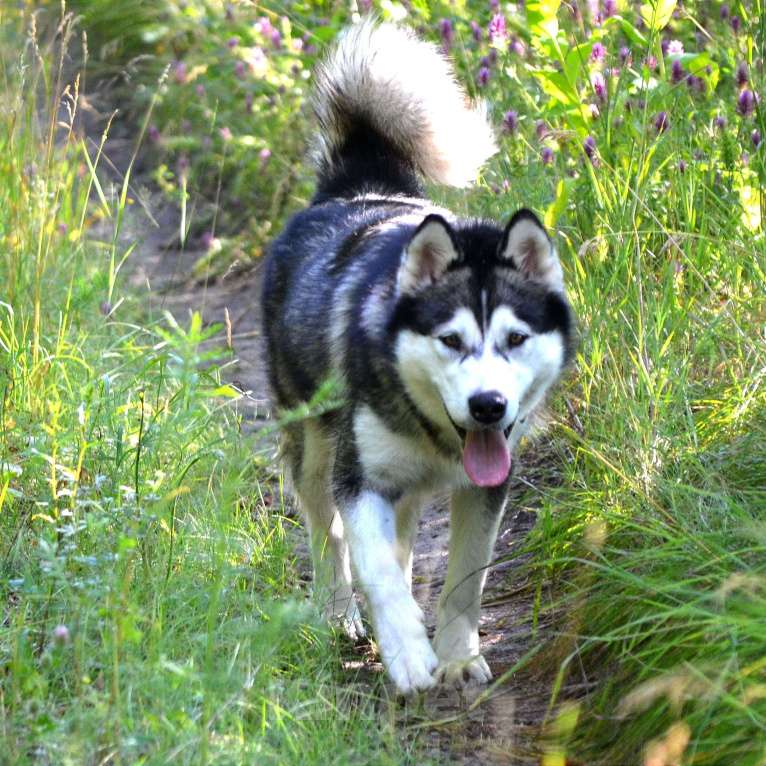 Собаки в Самаре: Аляскинский маламут Девочка, 30 000 руб. - фото 1