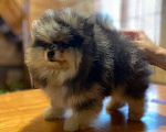Собаки в Екатеринбурге: Малыш шпица Мальчик, 50 000 руб. - фото 3