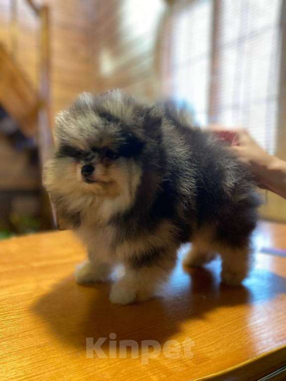 Собаки в Екатеринбурге: Малыш шпица Мальчик, 50 000 руб. - фото 3