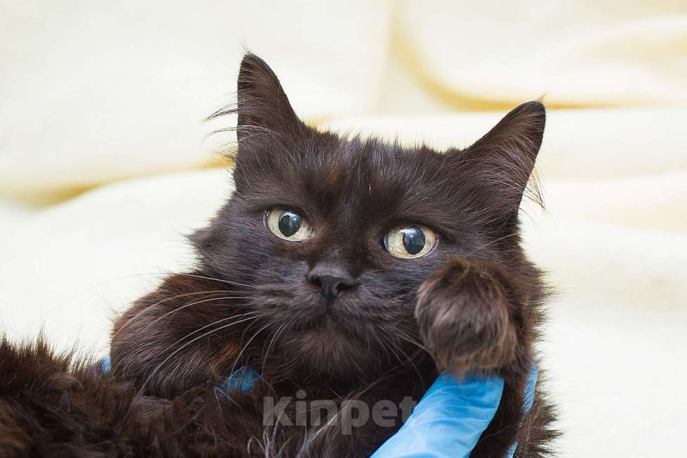 Кошки в Москве: Укотовим семью без вредных привычек и финансовых трудностей Девочка, Бесплатно - фото 6