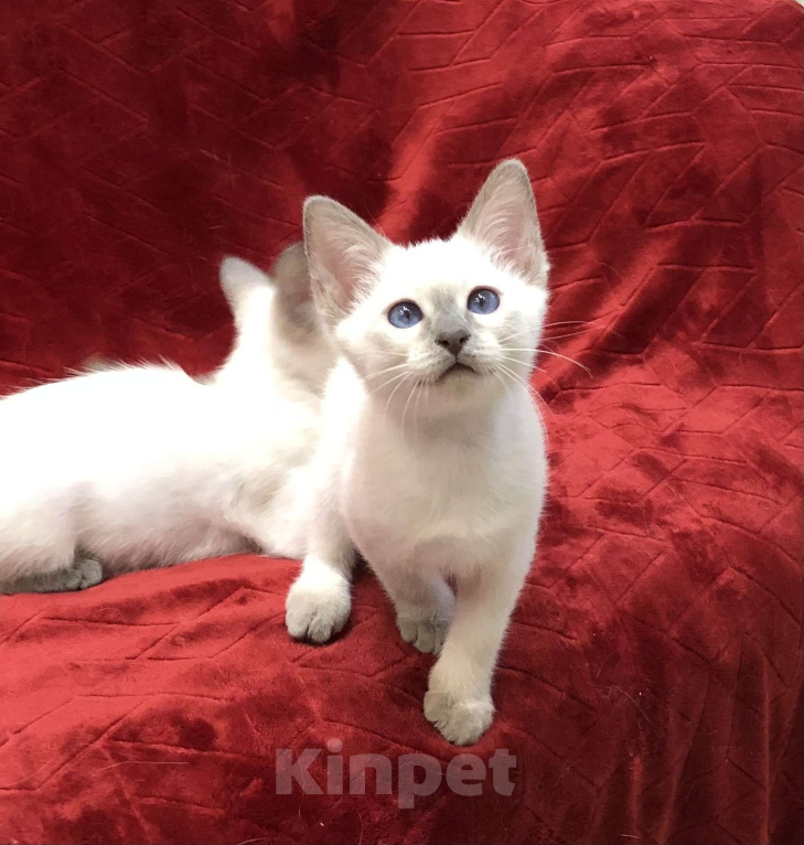 Кошки в Москве: ✨Тайские котята, блю-пойнт и лайлак-пойнт, 3 месяца ✨ Мальчик, Бесплатно - фото 4