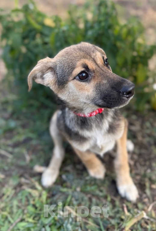 Собаки в Воронеже: Щенок в добрые руки  Девочка, Бесплатно - фото 3