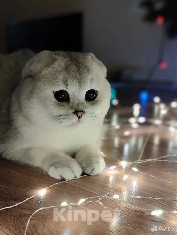 Кошки в Челябинске: вязка шотландский вислоухий кот Мальчик, 5 000 руб. - фото 6