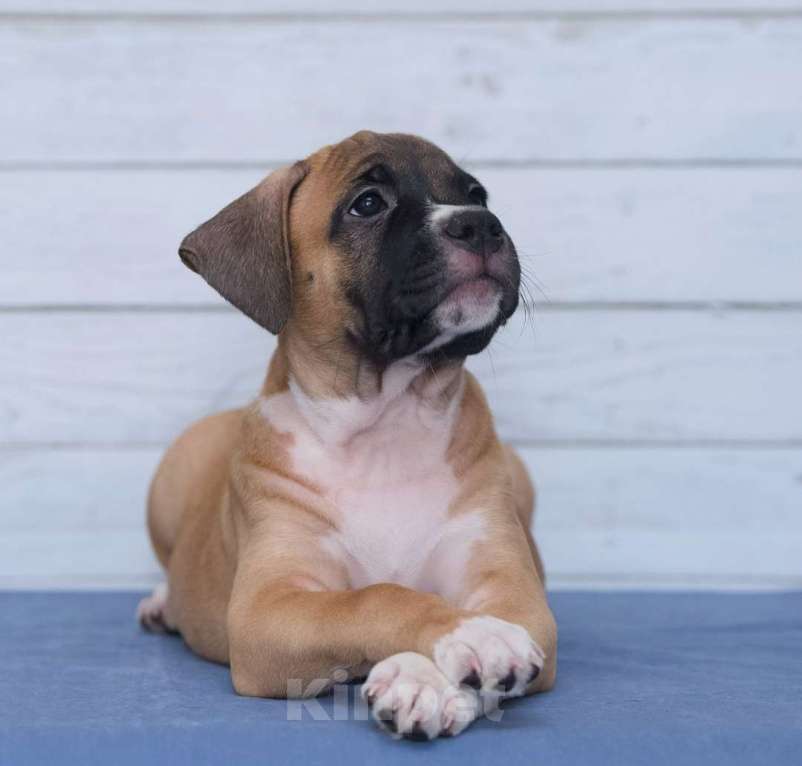 Собаки в Санкт-Петербурге: Ярко рыжая девочка амстаффа Девочка, 1 руб. - фото 8