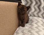Кошки в Москве: Бурманские котята Мальчик, Бесплатно - фото 2