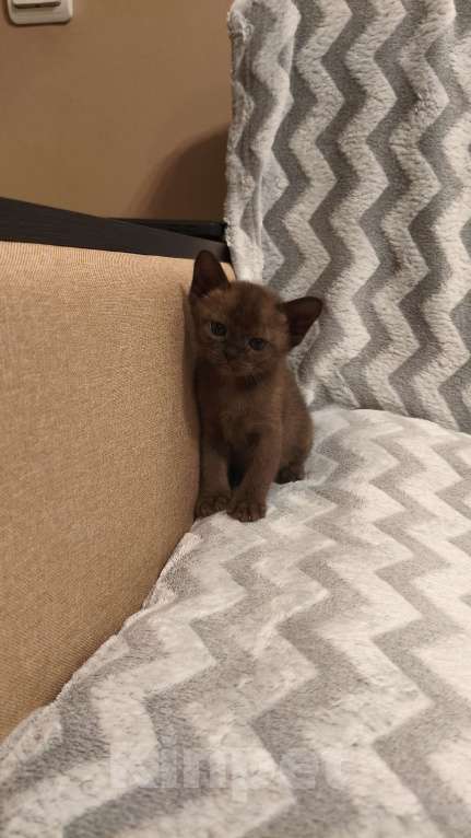 Кошки в Москве: Бурманские котята Мальчик, Бесплатно - фото 2