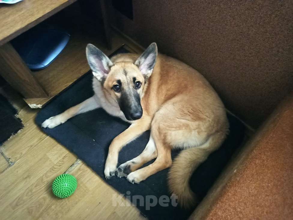 Собаки в Москве: Отдаëм в ДОБРЫЕ РУКИ Девочка, Бесплатно - фото 4