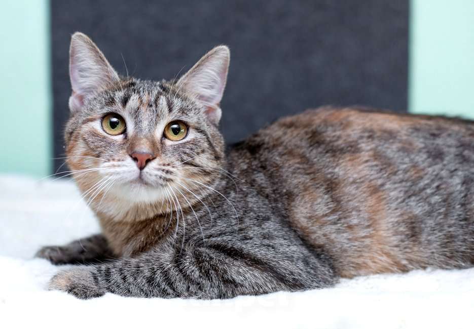 Кошки в Москве: Серая полосатая ласковая котёнок Тея в дар Девочка, 1 руб. - фото 9