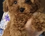 Собаки в Воронеже: Той-пудель РКФ щенки Девочка, Бесплатно - фото 1