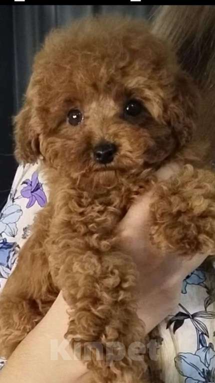Собаки в Воронеже: Той-пудель РКФ щенки Девочка, Бесплатно - фото 1