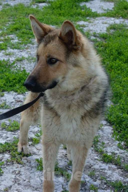 Собаки в Рязани: Ищем дом для Лайзы Девочка, Бесплатно - фото 1