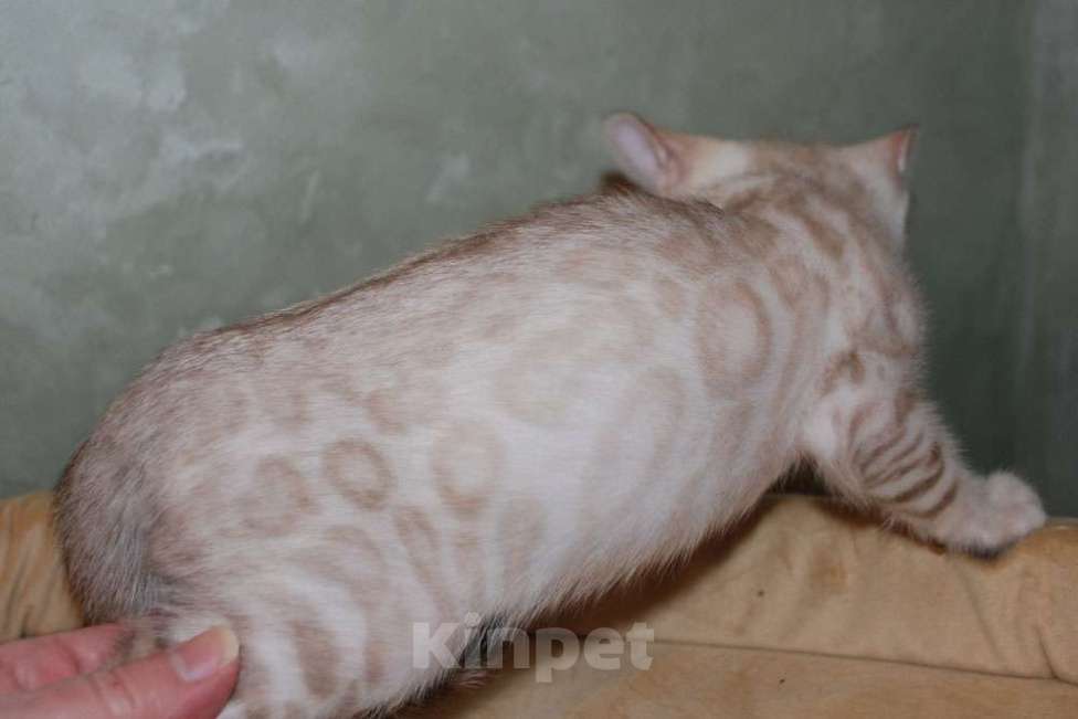 Кошки в Москве: Бенгальские котята снежного окраса Мальчик, 50 000 руб. - фото 6