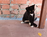 Кошки в Воронеже: Котёнок девочка с доставкой Девочка, Бесплатно - фото 4