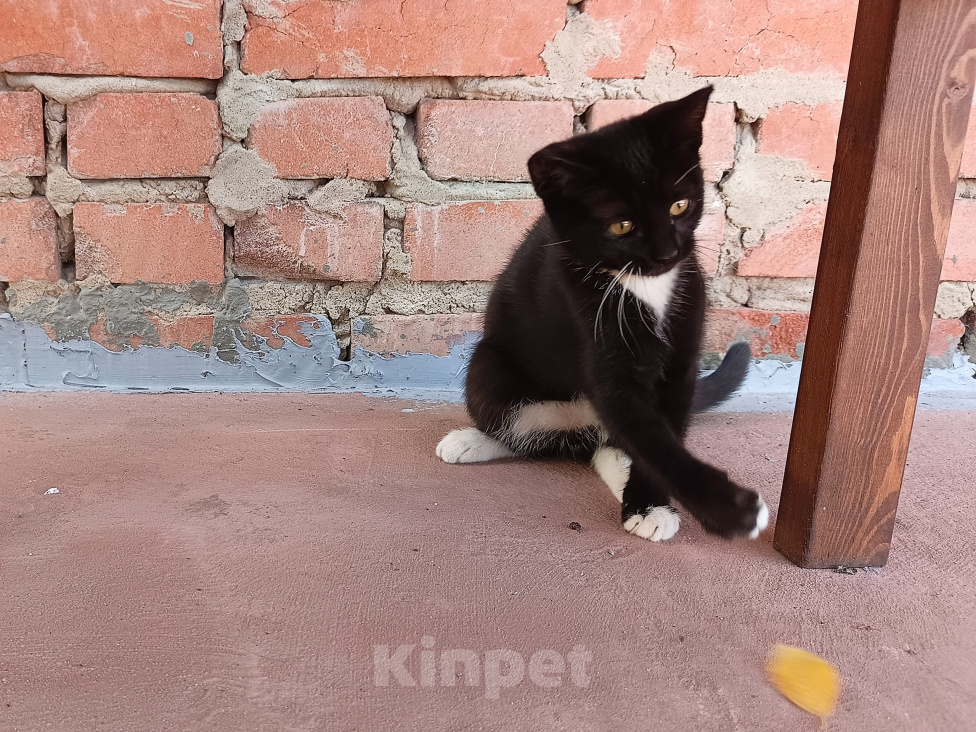 Кошки в Воронеже: Котёнок девочка с доставкой Девочка, Бесплатно - фото 4
