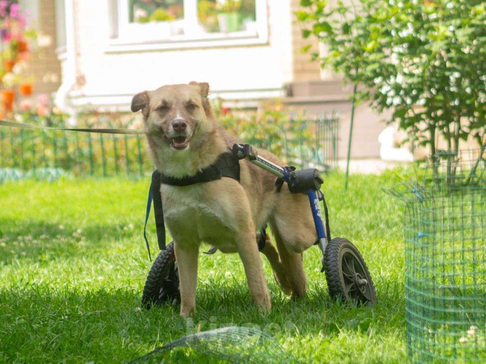 Собаки в Москве: Небольшая особенная собачка в поисках дома и семьи! Девочка, Бесплатно - фото 10